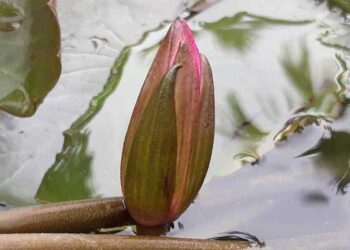 এনসিপির অনড় অবস্থানে নমনীয় ইসি: প্রতীক তালিকায় যুক্ত হলো ‘শাপলা কলি’