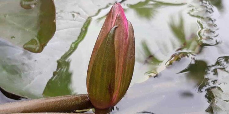 এনসিপির অনড় অবস্থানে নমনীয় ইসি: প্রতীক তালিকায় যুক্ত হলো ‘শাপলা কলি’