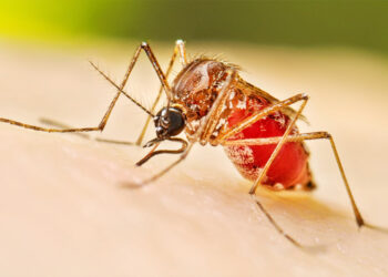 দেশে ডেঙ্গুতে আরও ৫ জনের মৃত্যু, নতুন করে হাসপাতালে ভর্তি ৮৪১ জন