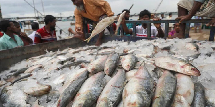 ইলিশের রাজনীতি: বাংলাদেশ থেকে মাত্র ১৪৫ টন ইলিশে সীমিত ভারত–বাংলাদেশ বাণিজ্যের নতুন বাস্তবতা