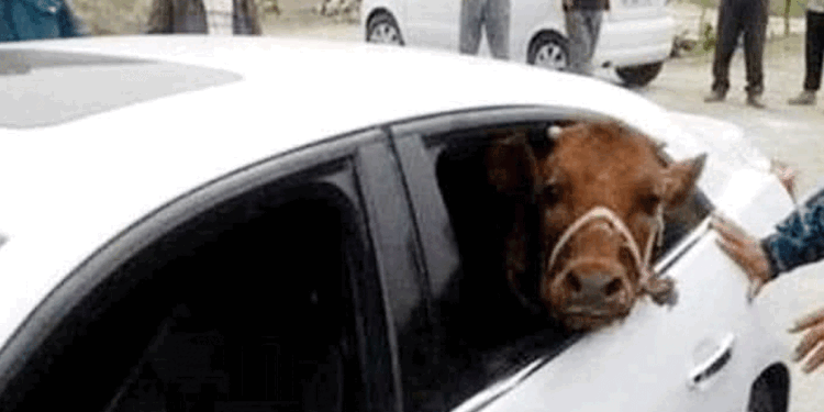 মিরসরাইয়ে অভিনব কায়দায় প্রাইভেটকারে কৃষকের গরু চুরি