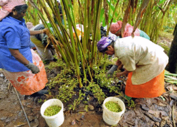 এলাচ চাষে প্রযুক্তির সম্ভাবনা: ‘সবচেয়ে কঠিন ফসল’ সামলাতে নতুন পথ খুঁজছেন কৃষকরা