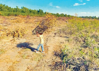 বিএনপি নেতার নেতৃত্বে সন্দ্বীপে উপকূলীয় বন উজাড়ের অভিযোগ