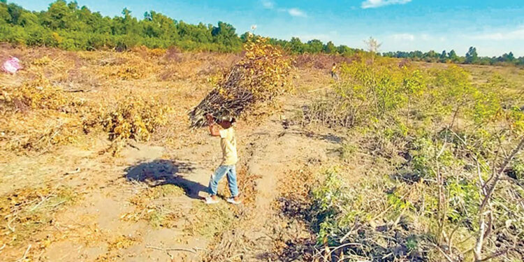 বিএনপি নেতার নেতৃত্বে সন্দ্বীপে উপকূলীয় বন উজাড়ের অভিযোগ