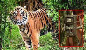 সুন্দরবনে শিকার রোধে বসানো নজরদারি ক্যামেরা ভাঙচুর