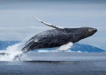 ড্রোনের সাহায্যে আর্কটিকের তিমির নিশ্বাসে প্রাণঘাতী ভাইরাসের সন্ধান