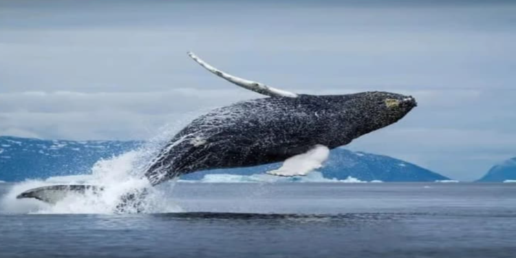 ড্রোনের সাহায্যে আর্কটিকের তিমির নিশ্বাসে প্রাণঘাতী ভাইরাসের সন্ধান