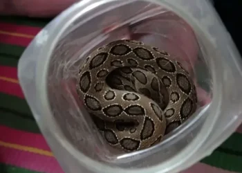 কুষ্টিয়ায় সাপে কামড়ানোর পর জ্যান্ত রাসেলস ভাইপার নিয়ে হাসপাতালে কৃষক