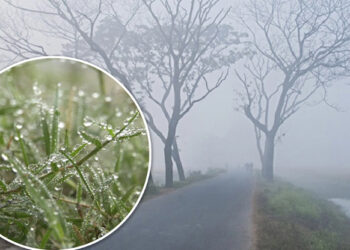 বৃষ্টির মতো ঝরছে কুয়াশা ধেয়ে আসছে তীব্র শৈত্যপ্রবাহ