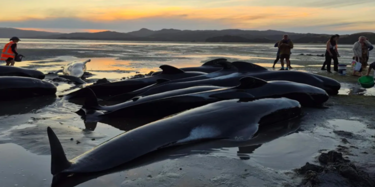 নিউজিল্যান্ডের দুর্গম সৈকতে তিমির দলগত ভেসে আসা, ছয়টি তিমির মৃত্যু