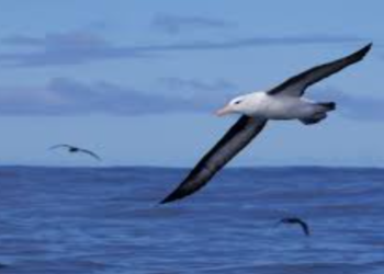 মরণফাঁদ মাছ ধরার লাইনের হাত থেকে দক্ষিণ আফ্রিকার বিপন্ন আলবাট্রস রক্ষার চেষ্টা