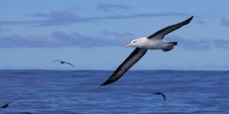 মরণফাঁদ মাছ ধরার লাইনের হাত থেকে দক্ষিণ আফ্রিকার বিপন্ন আলবাট্রস রক্ষার চেষ্টা