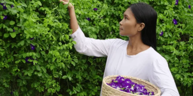 ভারতের কৃষকদের ভাগ্য বদলে দিচ্ছে নীল রঙের এক বিস্ময়কর ফুল