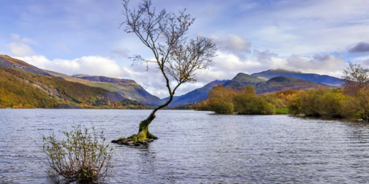 ইনস্টাগ্রাম তারকা ‘লোনলি ট্রি’, তবে ভবিষ্যৎ অনিশ্চিত