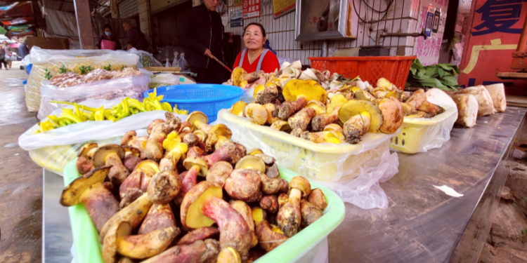 খাবারের থালায় দেখা যায় ক্ষুদ্র মানুষ: যে রহস্যময় ছত্রাক মানুষকে বিভ্রমে ডুবিয়ে দিচ্ছে