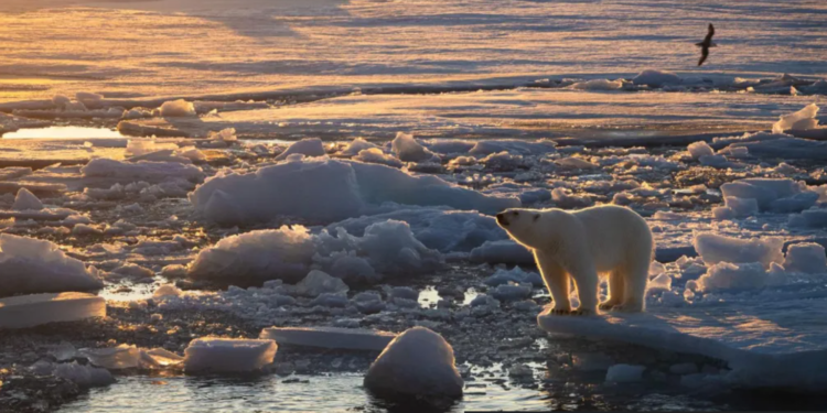 নরওয়ের দ্বীপপুঞ্জে বরফ কমলেও মোটা ও সুস্থ হচ্ছে মেরু ভালুক, বলছেন বিজ্ঞানীরা