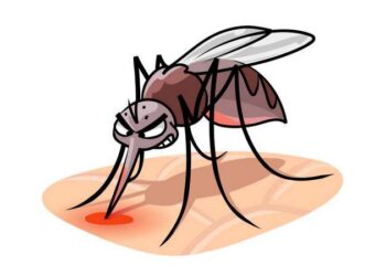 জানুয়ারিতে ডেঙ্গুতে দ্বিতীয় মৃত্যু, একদিনে আক্রান্ত ২৯