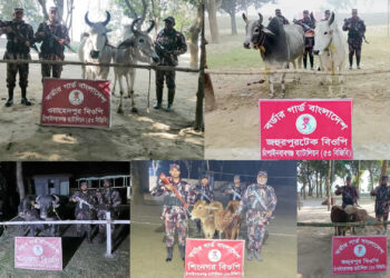 চাঁপাইনবাবগঞ্জ সীমান্তে বিজিবির ৫ অভিযান: ১০টি ভারতীয় গবাদিপশু জব্দ