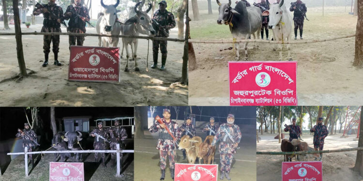 চাঁপাইনবাবগঞ্জ সীমান্তে বিজিবির ৫ অভিযান: ১০টি ভারতীয় গবাদিপশু জব্দ