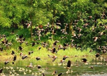 পাখি সব করে রব