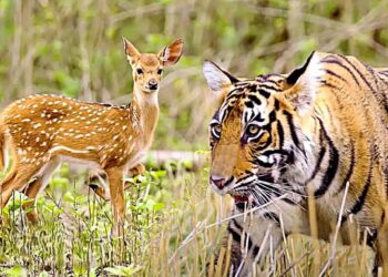 বন্যপ্রাণীর নিরাপত্তায় গুরুত্ব প্রয়োজন