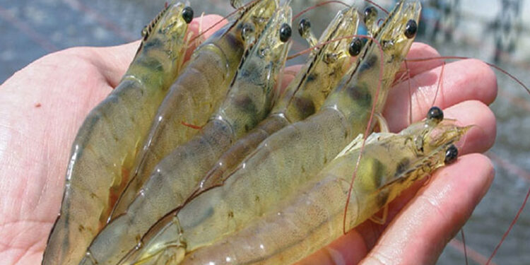 ভারত থেকে ‘নাপলি’ আমদানির অনুমতি: ধ্বংসের মুখে দেশীয় চিংড়ি হ্যাচারি শিল্প