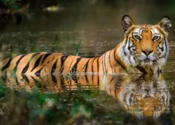 অস্তিত্বের সংকটে সুন্দরবন: সমুদ্রের গ্রাসে বন, লোকালয়ে ক্ষুধার্ত বাঘ