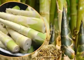 হৃদয় সুস্থ রাখতে ‘বাঁশ খান’