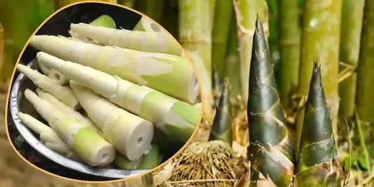 হৃদয় সুস্থ রাখতে ‘বাঁশ খান’