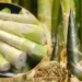 হৃদয় সুস্থ রাখতে ‘বাঁশ খান’