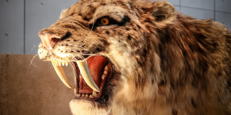 স্যাবর টুথড টাইগার: বাঁকা তলোয়ারের মতো দাঁতওয়ালা আদিম শিকারি