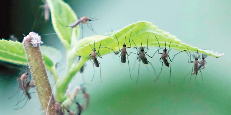 উন্নত প্রযুক্তির ব্যবহারে বাংলাদেশে মশা দমনের আধুনিক পথ