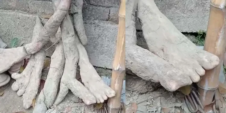মানুষের হাত-পায়ের আকৃতির বিচিত্র আলু দেখে বিস্মিত স্থানীয়রা