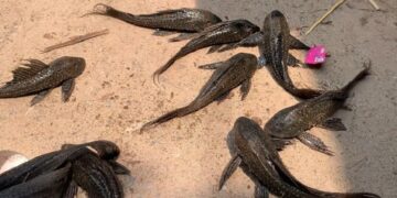 ব্রাহ্মণবাড়িয়ায় পুকুরে ক্ষতিকর সাকার মাছ, তিতাস নদী রক্ষায় মৎস্য বিভাগের অভিযান