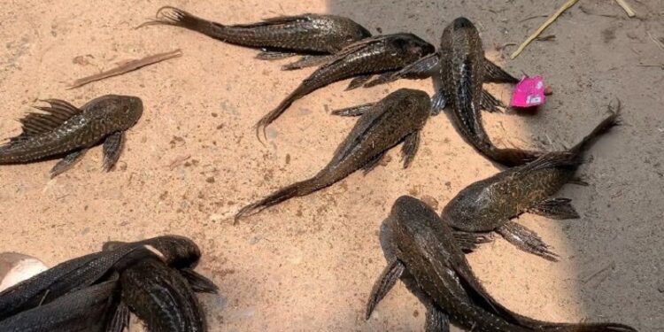 ব্রাহ্মণবাড়িয়ায় পুকুরে ক্ষতিকর সাকার মাছ, তিতাস নদী রক্ষায় মৎস্য বিভাগের অভিযান