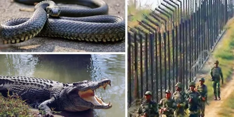 সীমান্তে সাপ-কুমির ছাড়বে বিএসএফ