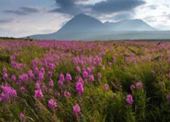 শহরের দিকে ঝুঁকছে বুনোফুল, কমছে প্রাকৃতিক ঘাসভূমি