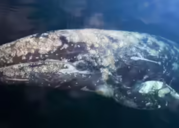 সান ফ্রান্সিসকো উপসাগরে ধূসর তিমির রহস্যময় মৃত্যু, কারণ খুঁজছেন বিজ্ঞানীরা