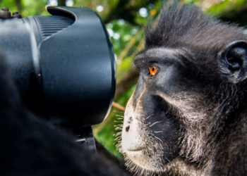 বানরের সেলফি থেকে এআই যুগের কপিরাইট প্রশ্ন