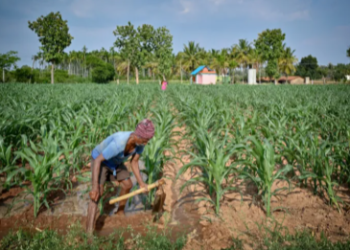 ইরান যুদ্ধ দীর্ঘায়িত, বৈশ্বিক খাদ্য সংকটের আশঙ্কা বাড়ছে