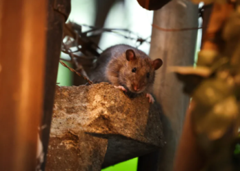 গাজায় নতুন সংকট: রোগবাহী ইঁদুরের আতঙ্কে দিন কাটছে বাস্তুচ্যুত মানুষের