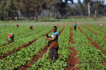 সার সংকটে আফ্রিকায় জরুরি পদক্ষেপ প্রয়োজন