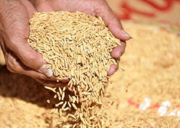 বোরো ধান-চালের দাম নির্ধারণ করল সরকার