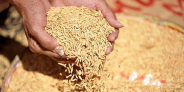 বোরো ধান-চালের দাম নির্ধারণ করল সরকার