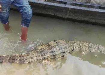 পদ্মায় জেলেদের বড়শিতে উঠে এলো কুমির