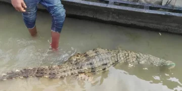 পদ্মায় জেলেদের বড়শিতে উঠে এলো কুমির
