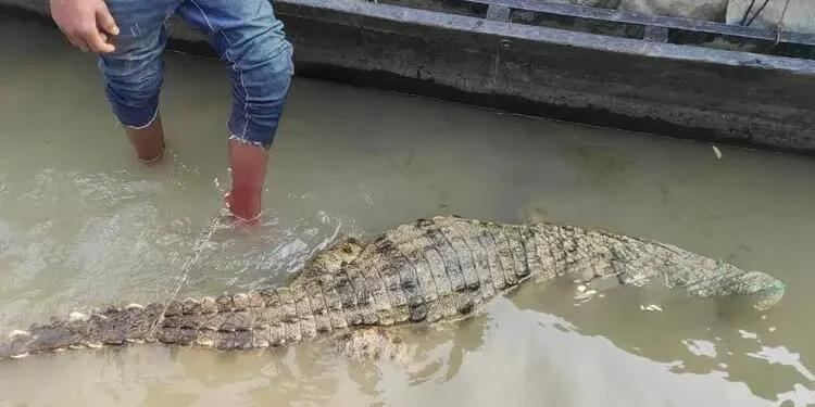 পদ্মায় জেলেদের বড়শিতে উঠে এলো কুমির