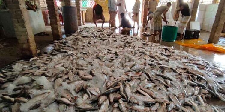 এক টানেই জেলের জালে উঠে এলো ১০১ মণ ইলিশ! 