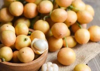 কতটা সুস্বাদু, কতটা উপকারী— লটকন?