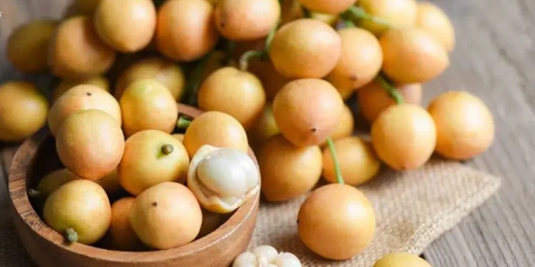 কতটা সুস্বাদু, কতটা উপকারী— লটকন?